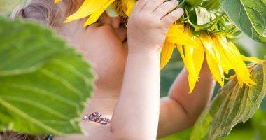 17241953 - child smelling sunflower in spring field